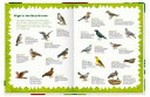 ¬Das¬ große Waldbuch Ab 9 Jahren [entdecke über 350 Tiere und Pflanzen ; mit praktischen Forschertipps]
