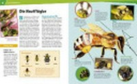 Bienen und Wespen Ab 8 Jahren: flüssiges Gold und spitzer Stachel